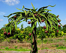 pitaya tree