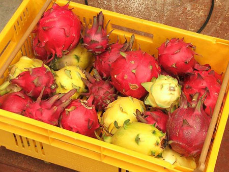 Red and yellow pitaya