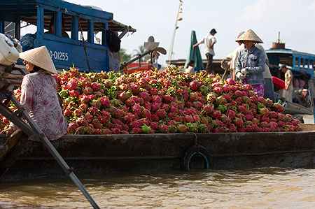 dragonfruit boat