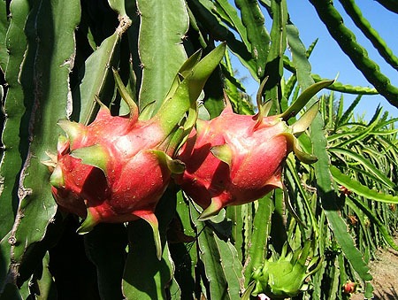 dragonfruit cacti