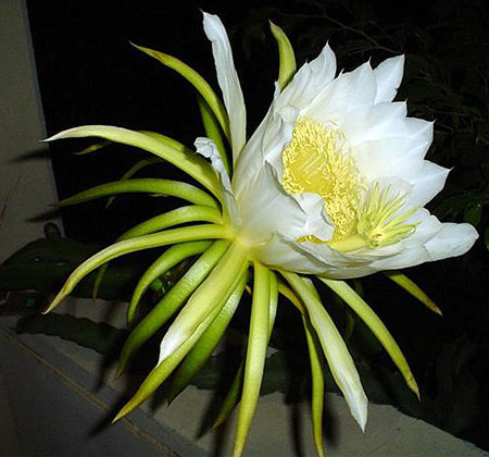 dragonfruit's flower