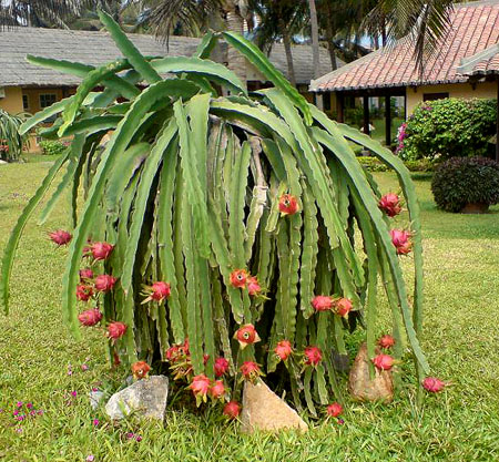 How do you grow dragon fruit?