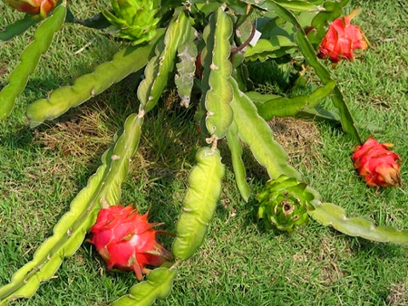 pitaya tree